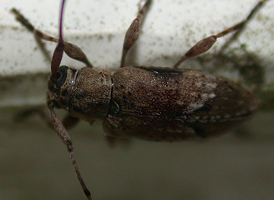 Sternidius alpha